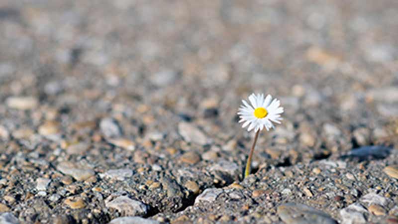 A daisy flower growing from a crack on a rock.