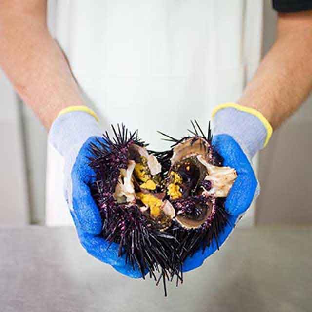 	 seaurchinharvest