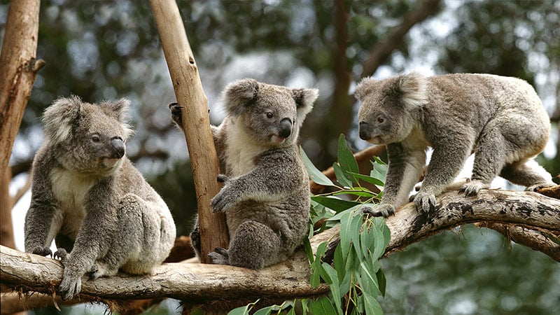 A woman holding a koala, one of the many animals you can meet while visiting Sydney